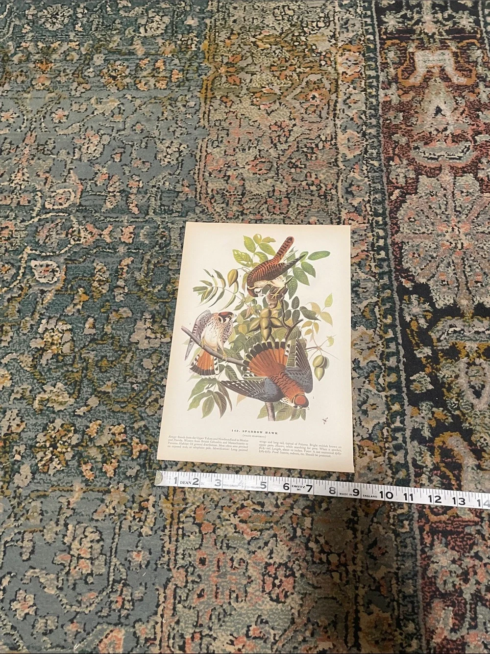 Vintage Bird Print Wall Art - Rust Orange & Green